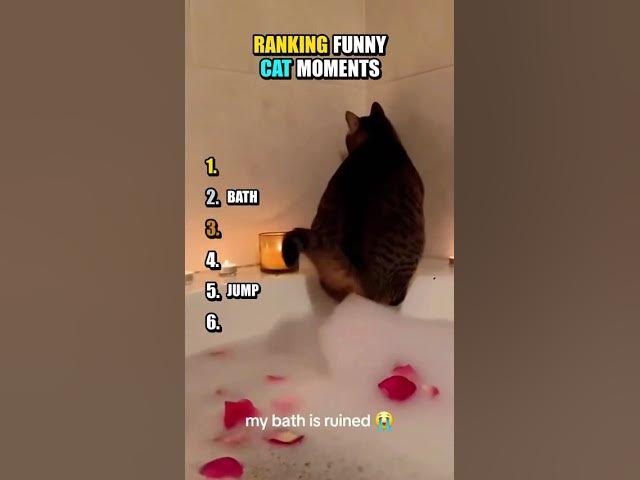 Miniatura filmu: Top 5 Funniest Cats 😹🐾 #cat #ranking #fail #funny #pets #animals #cute
